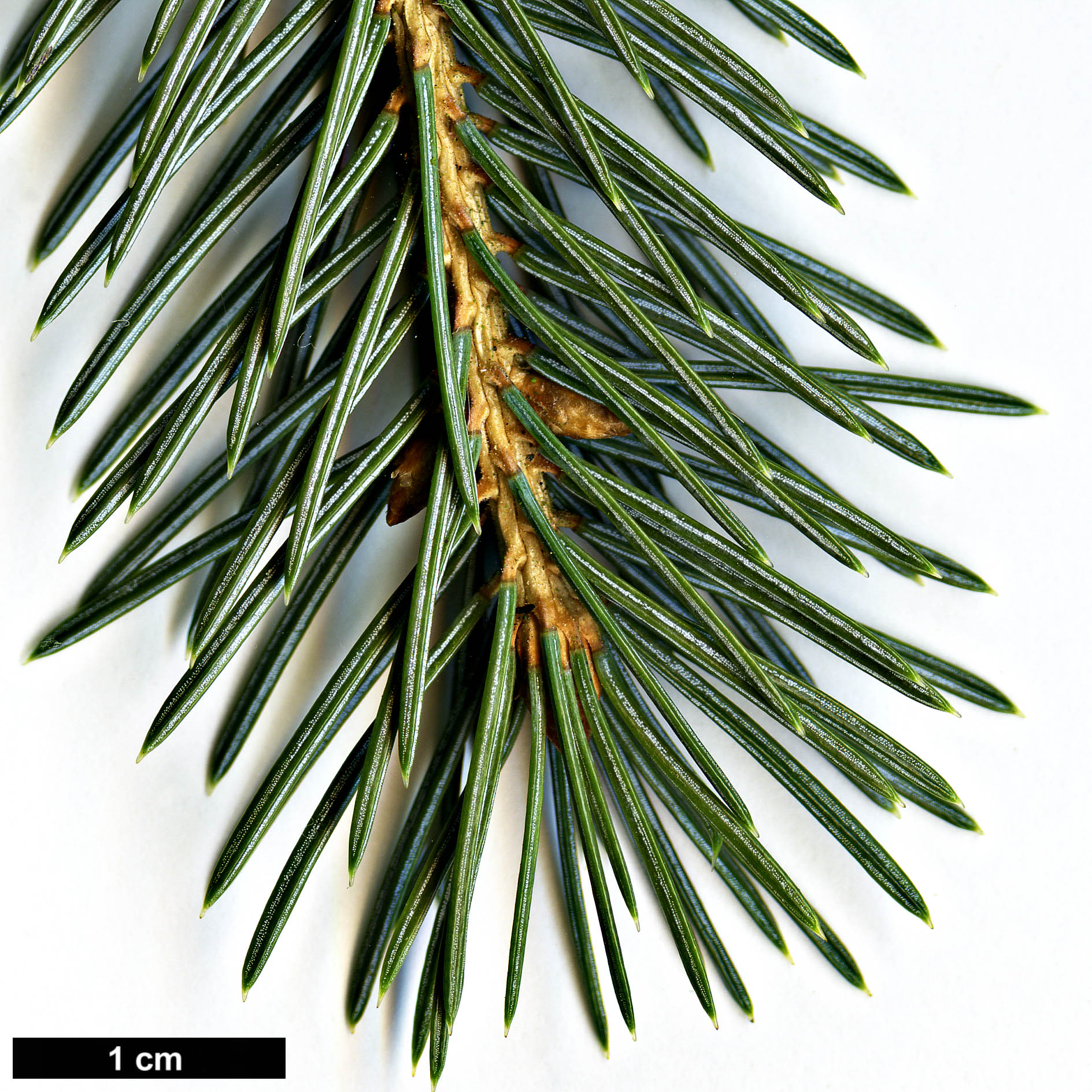 High resolution image: Family: Pinaceae - Genus: Picea - Taxon: engelmannii - SpeciesSub: subsp. mexicana